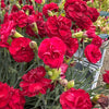 Masses of bright red flowers