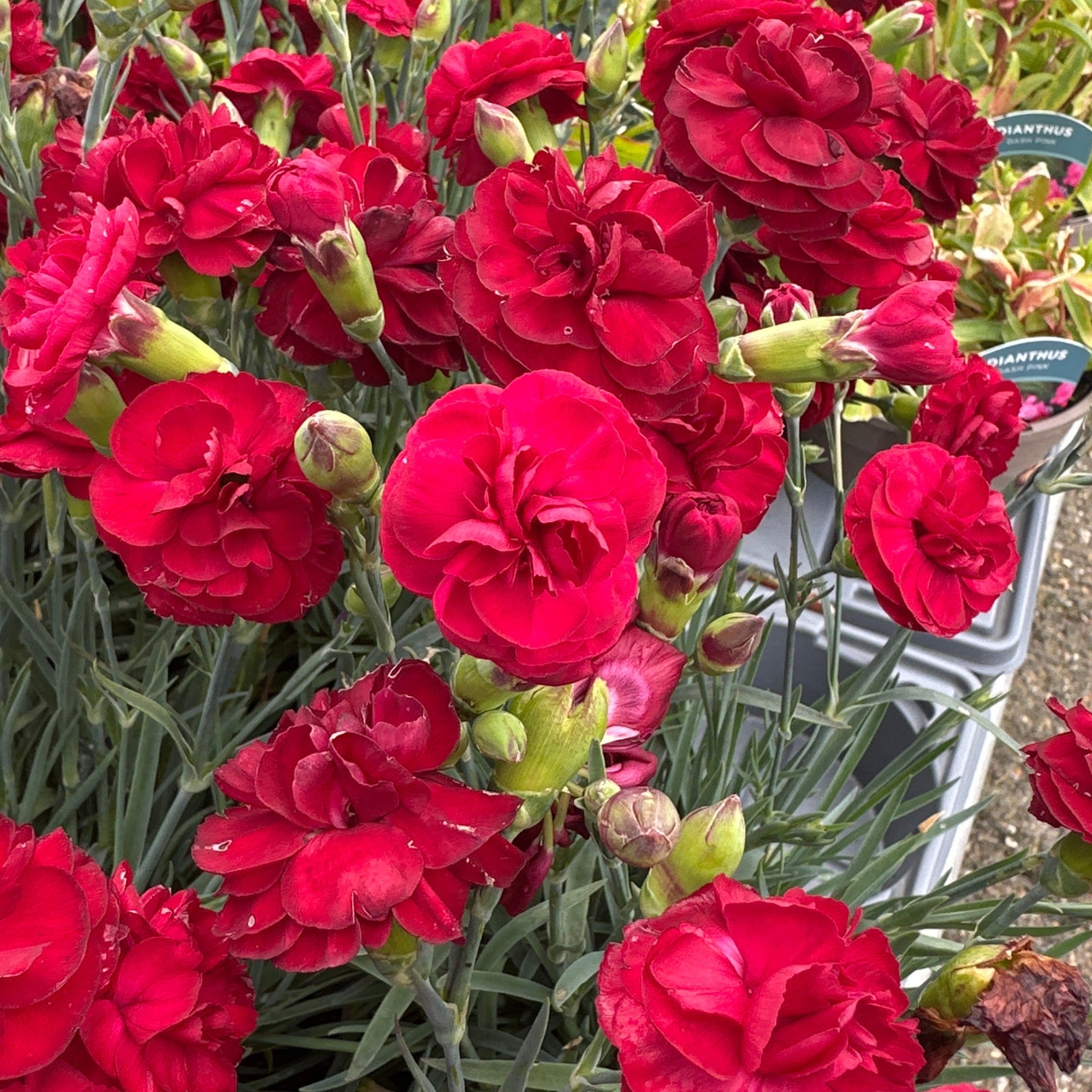 Masses of bright red flowers