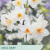 Narcissus ‘Doll Baby’