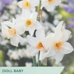 Narcissus ‘Doll Baby’