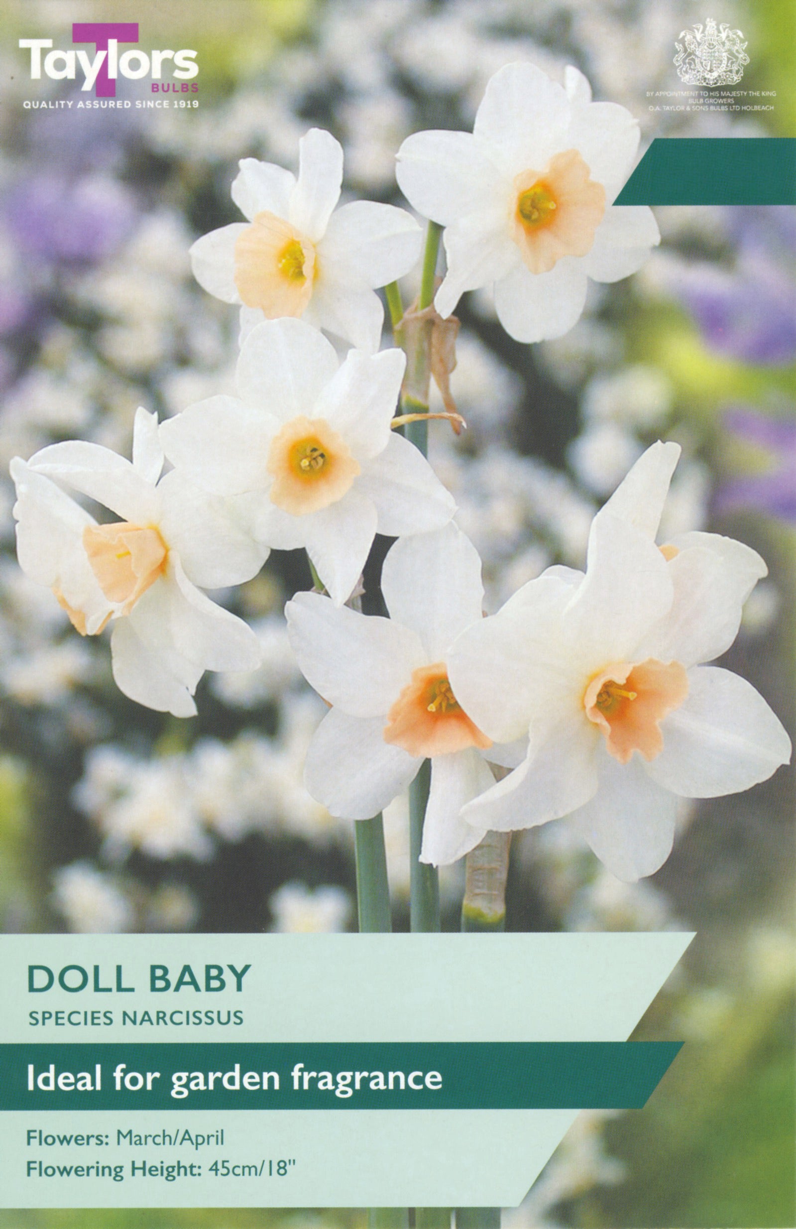 Narcissus ‘Doll Baby’