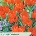 Tulip ‘Dwarf Praestans’