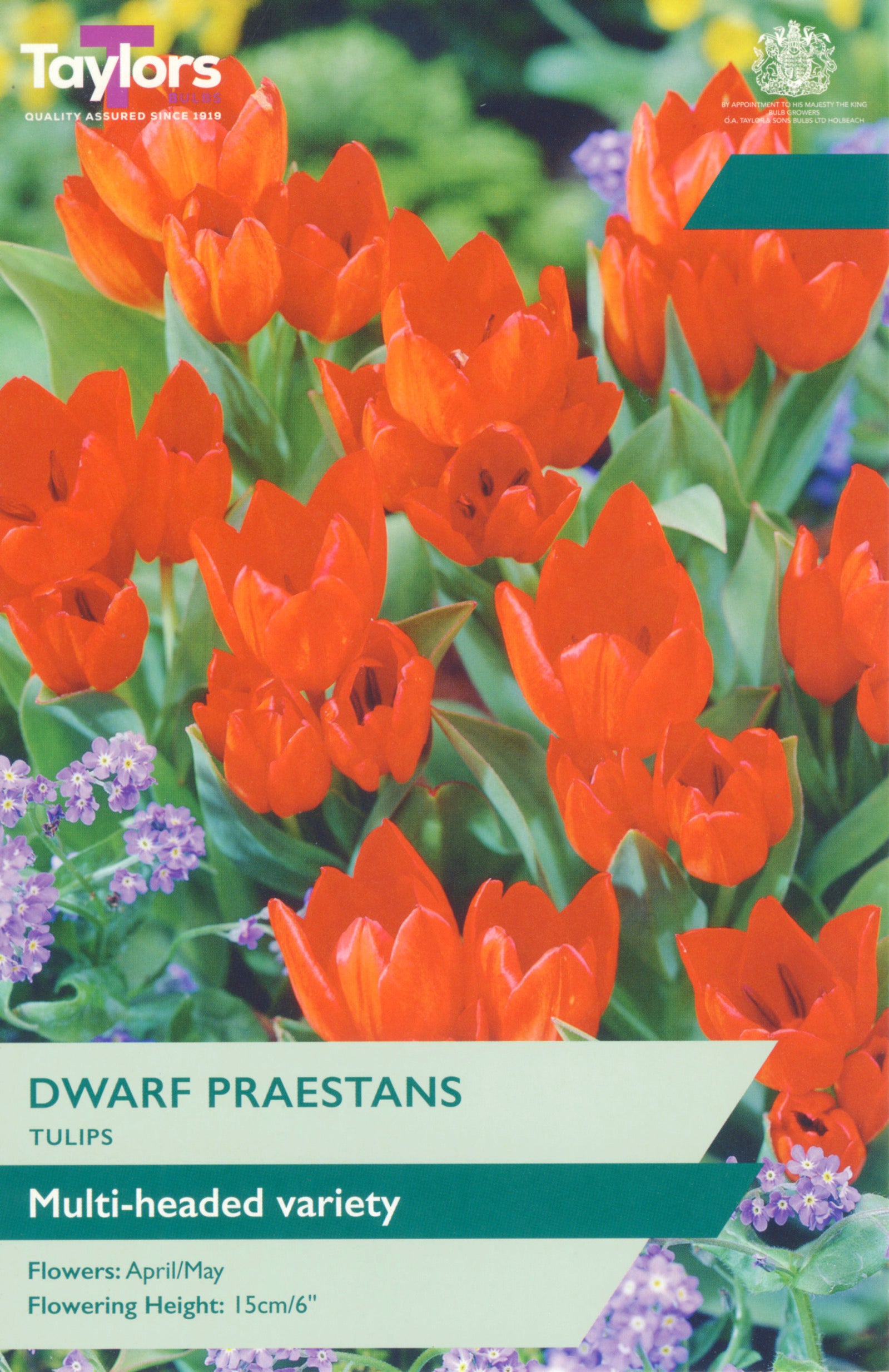 Tulip ‘Dwarf Praestans’