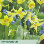 Erythronium ‘Pagoda’