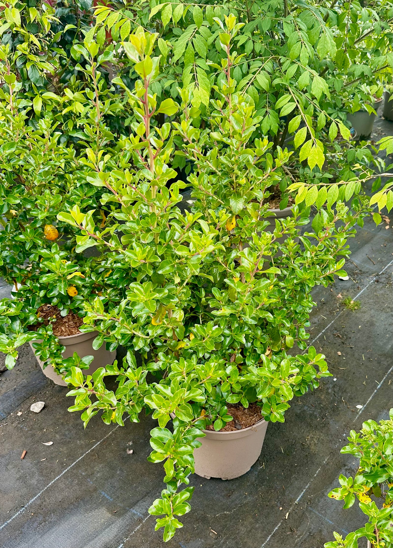 Escallonia 'Iveyi' 