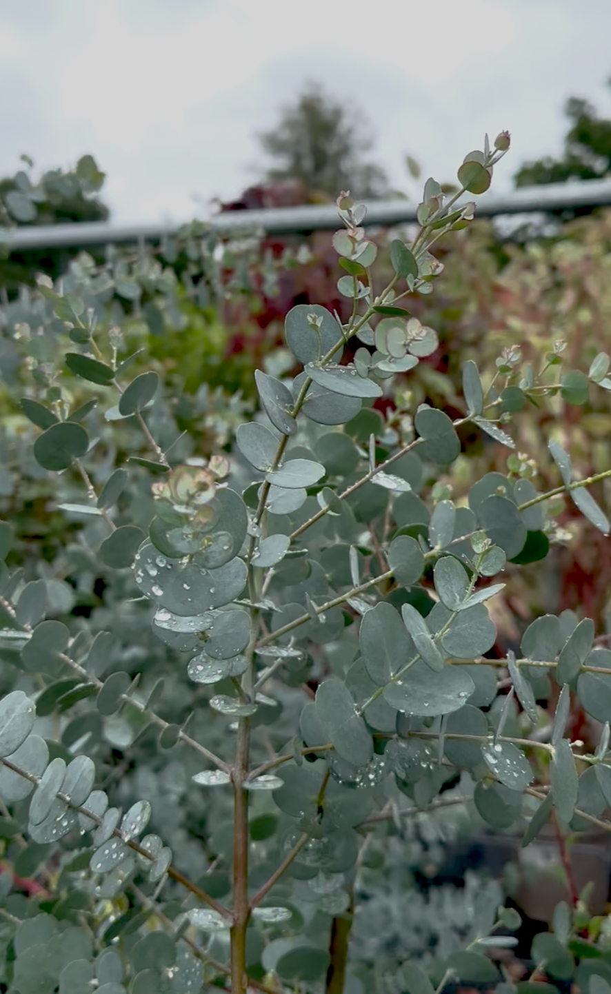 Eucalyptus gunnii ‘Azura’ - 7.5 Litre