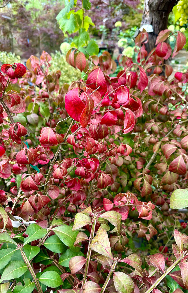 Euonymus alatus Compactus - 7.5Litre