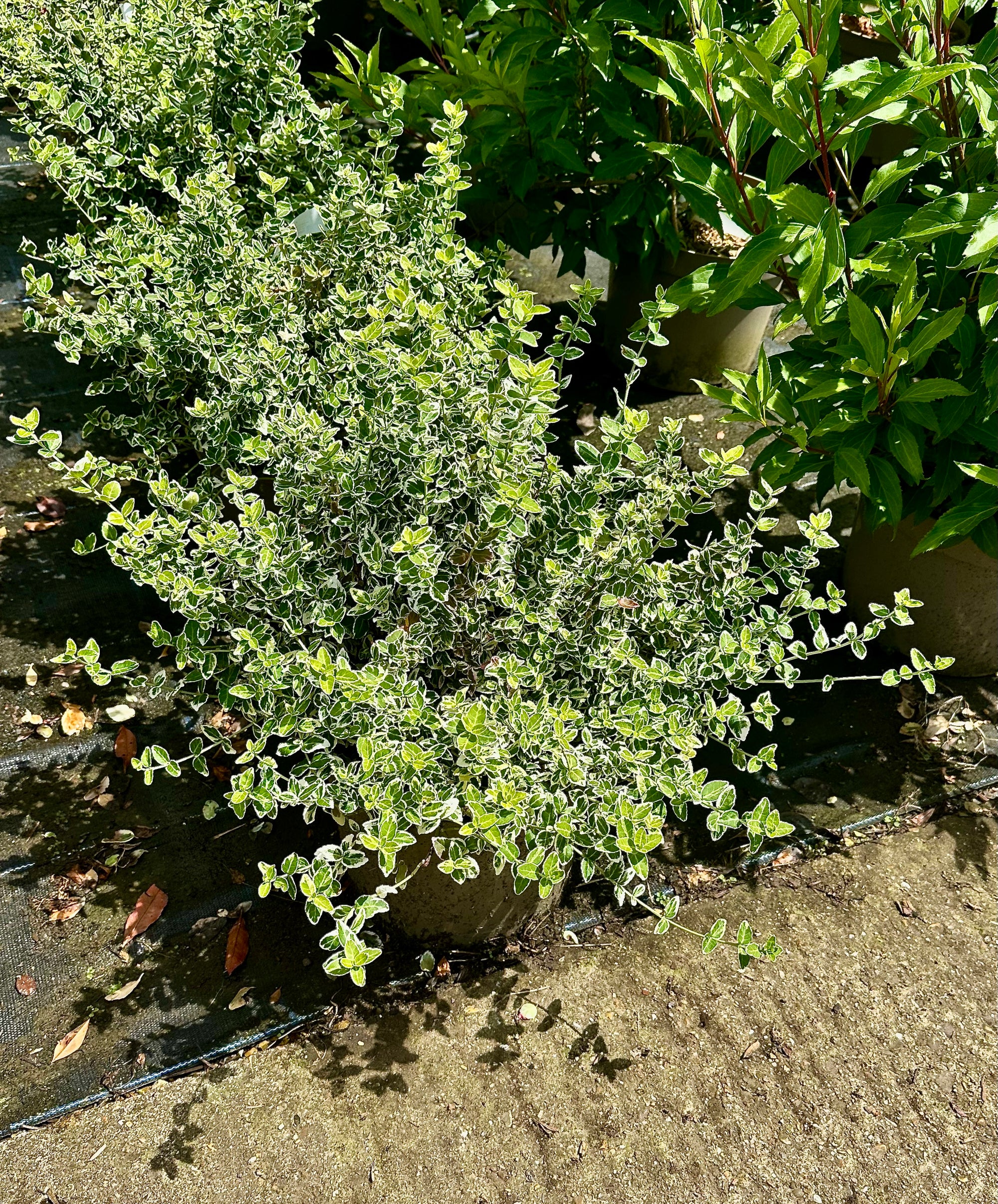 Euonymus fortunei 'Emerald 'n' Gold' 