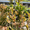 Callistemon ‘Beeslebuzz Inn’ - 7.5Litre