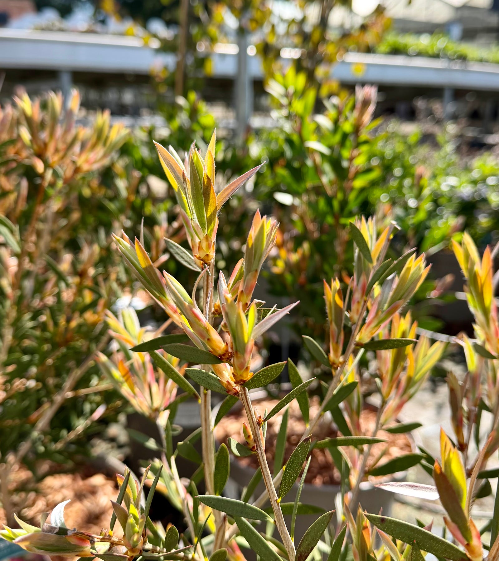 Callistemon ‘Beeslebuzz Inn’ - 7.5Litre
