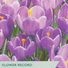 Crocus ‘Flower Record’