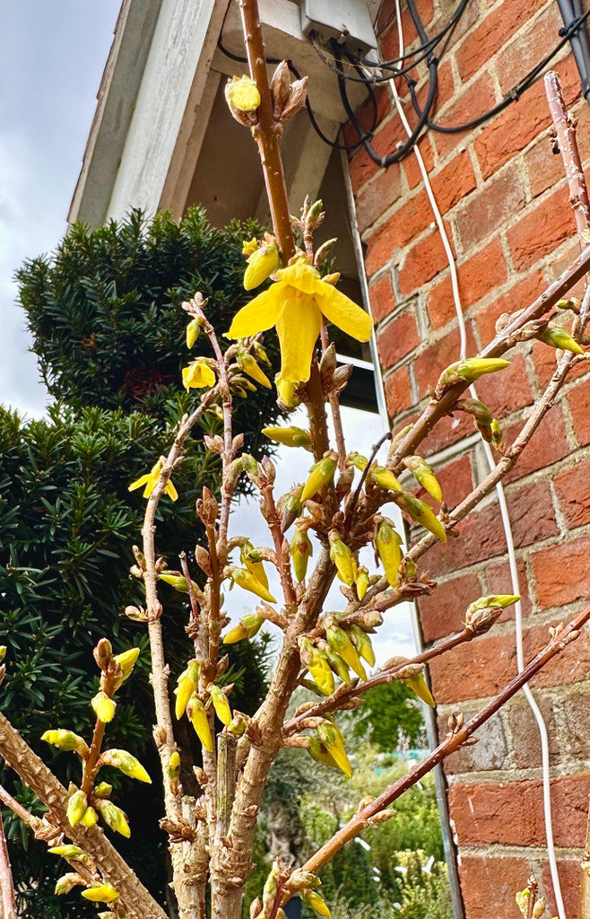 Forsythia x intermedia 'Spectabilis' - 10Litre