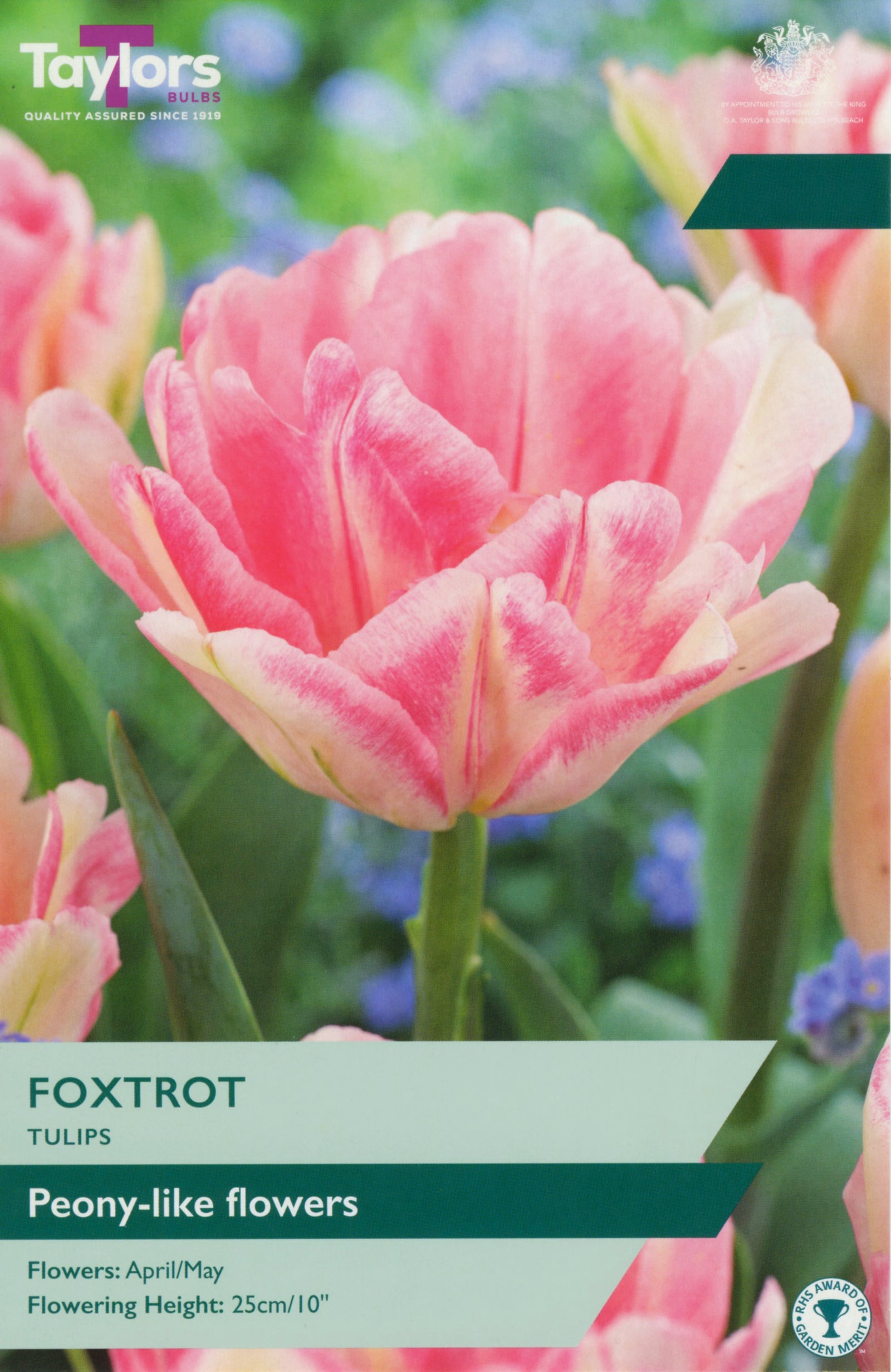 Tulip ‘Foxtrot’