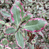 Pittosporum tenuifolium ‘Elizabeth’ - 7.5 Litre