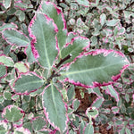 Pittosporum tenuifolium ‘Elizabeth’ - 7.5 Litre
