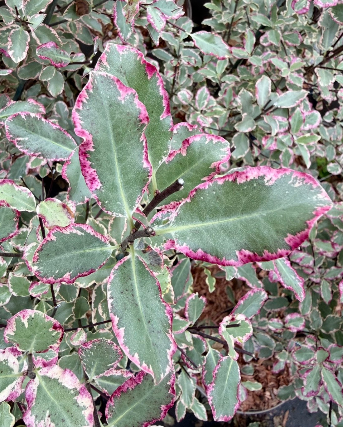 Pittosporum tenuifolium ‘Elizabeth’ - 7.5 Litre
