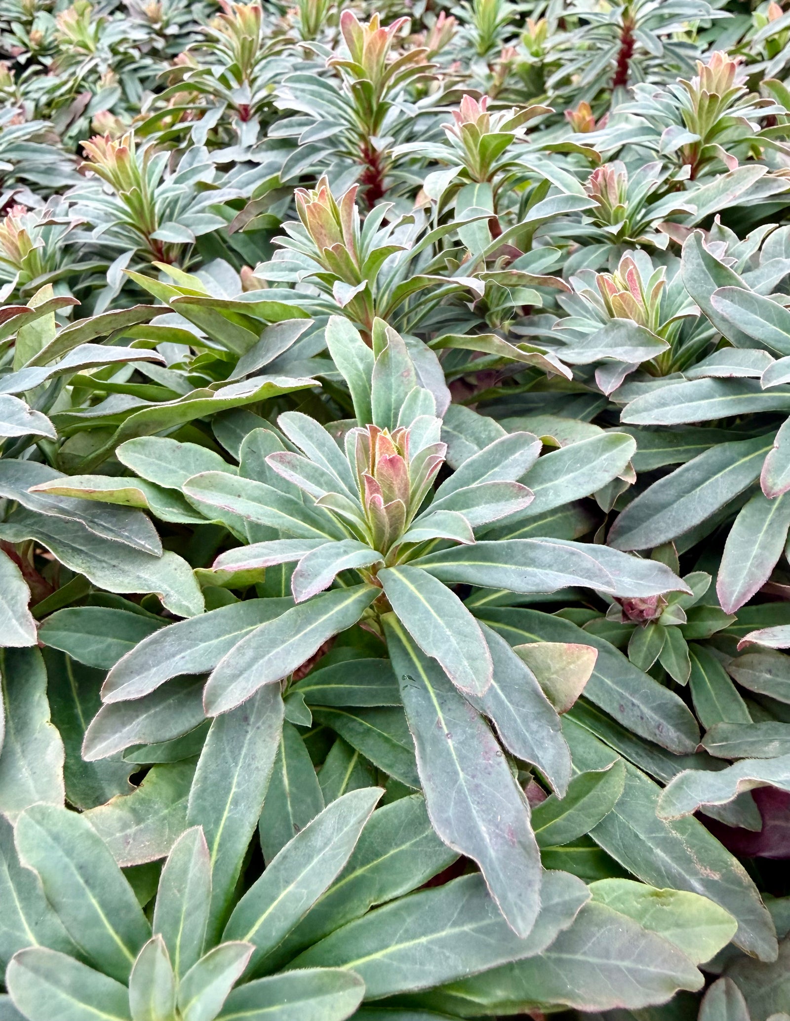 Euphorbia amygdaloides ‘Purpurea’ - 2 Litre^