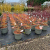 Cornus sanguinea 'Midwinter Fire’ - JAJ24 - 7.5Litre
