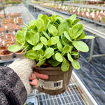 Sedum ‘Hot Stuff’ - 2Litre