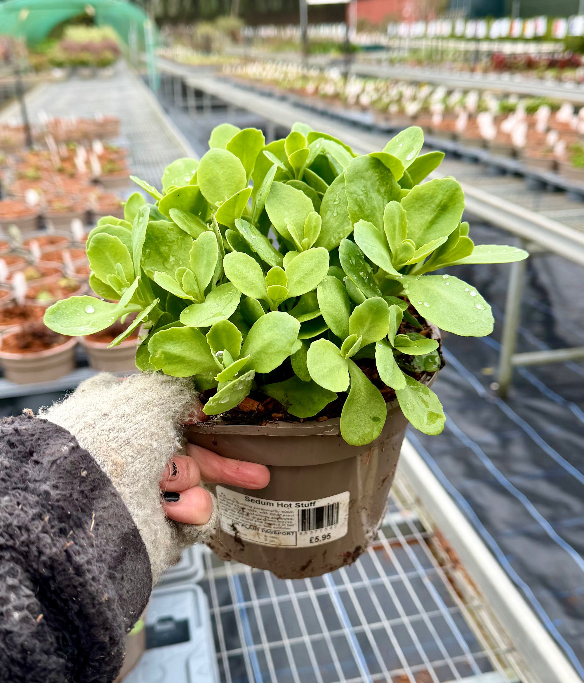 Sedum ‘Hot Stuff’ - 2Litre