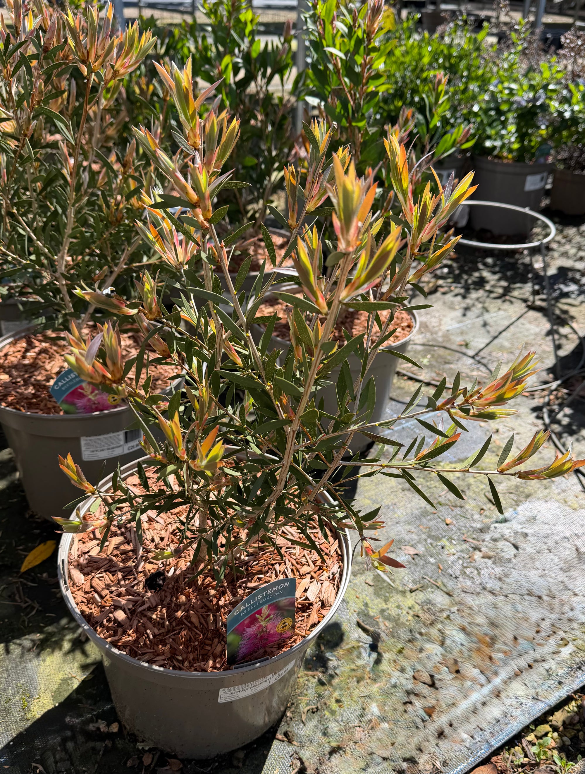Callistemon ‘Beeslebuzz Inn’ - 7.5Litre