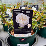 Rose ‘Diamond Dad’ - (Bush)