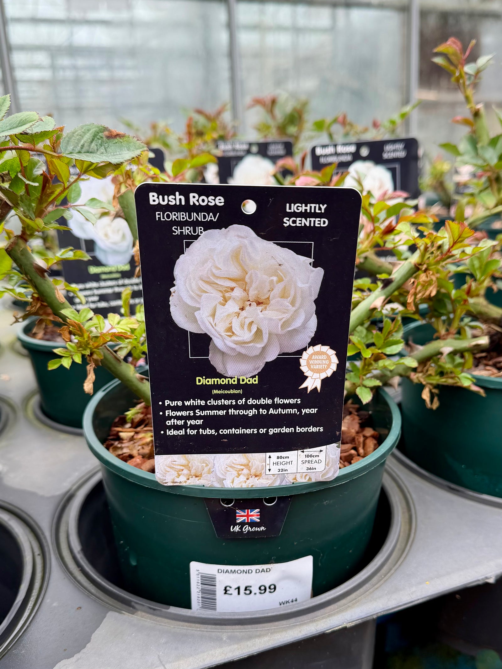 Rose ‘Diamond Dad’ - (Bush)
