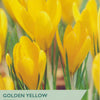 Crocus ‘Golden Yellow’