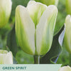 Tulip ‘Green Spirit’