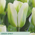 Tulip ‘Green Spirit’