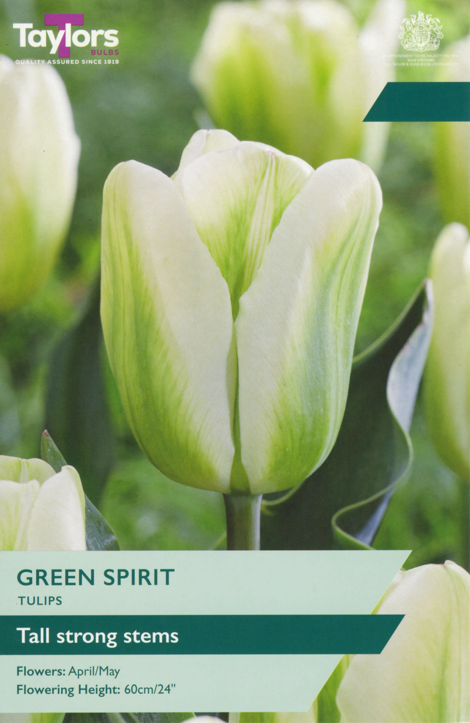 Tulip ‘Green Spirit’
