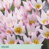 Tulip ‘Hilde’