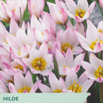 Tulip ‘Hilde’