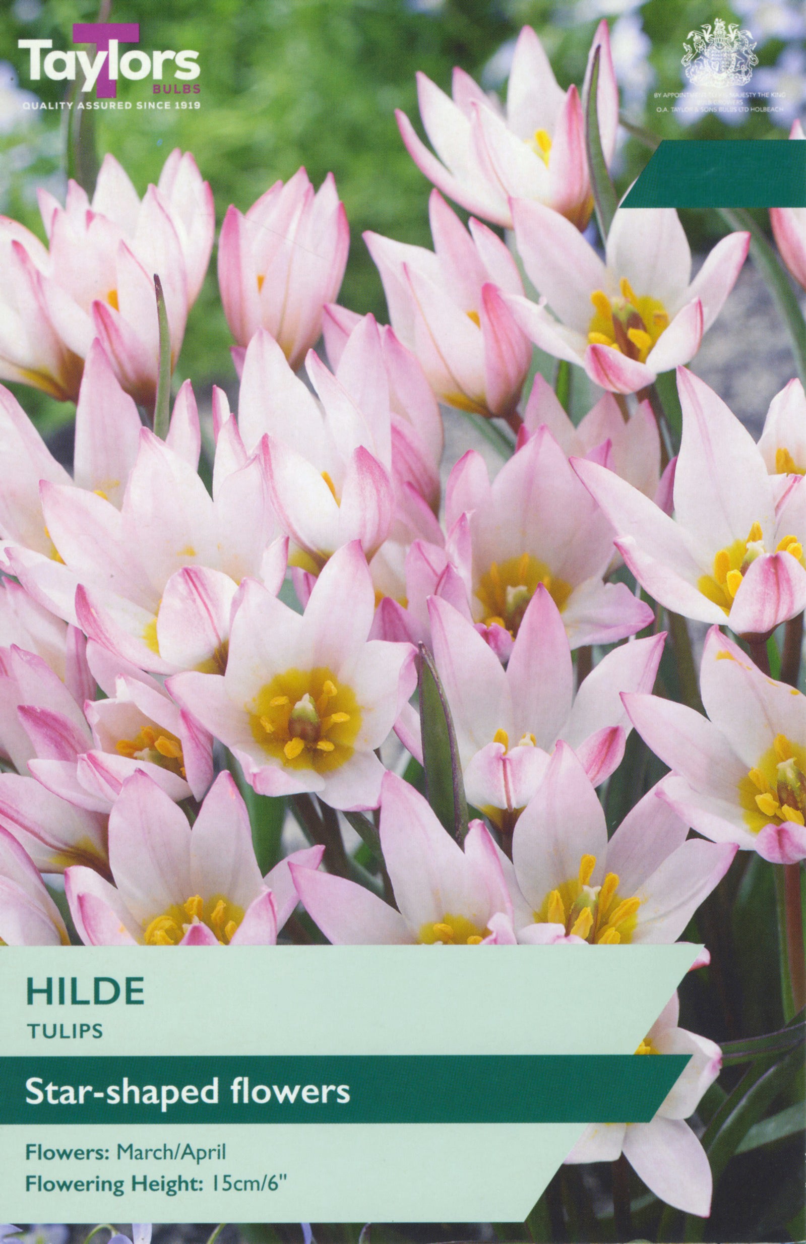 Tulip ‘Hilde’
