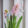Hyacinth ‘Pink Pearl’ - Prepared