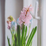 Hyacinth ‘Pink Pearl’ - Prepared