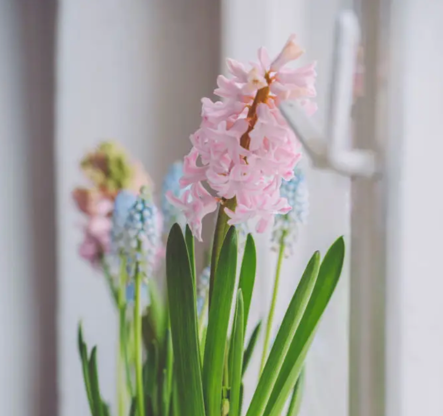 Hyacinth ‘Pink Pearl’ - Prepared