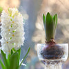 Hyacinth ‘Top White’ - Prepared