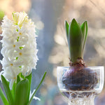 Hyacinth ‘Top White’ - Prepared