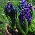 Hyacinth ‘Delft Blue’ - Prepared