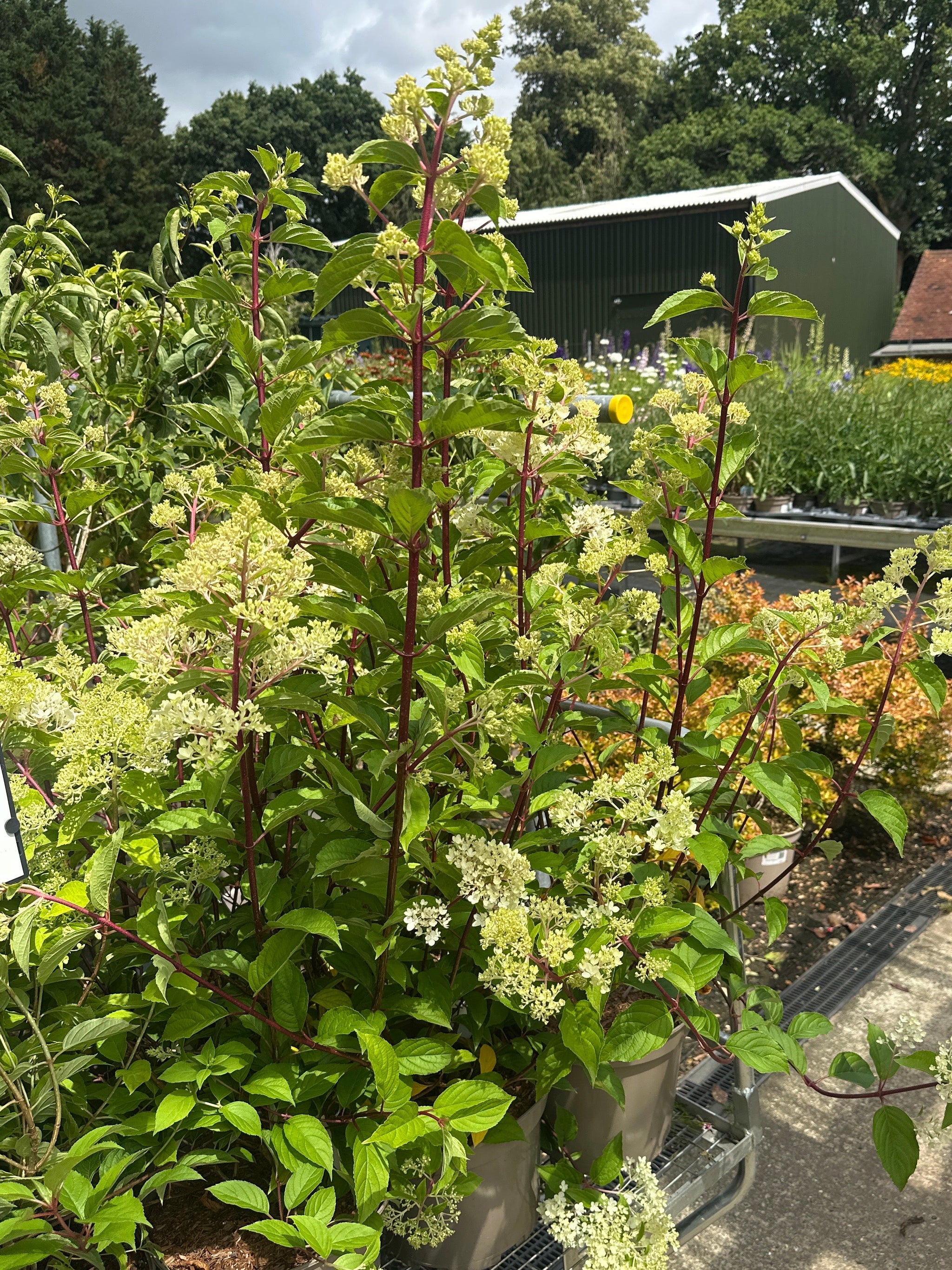 Plants in pots on a patio with a garden and house in the background