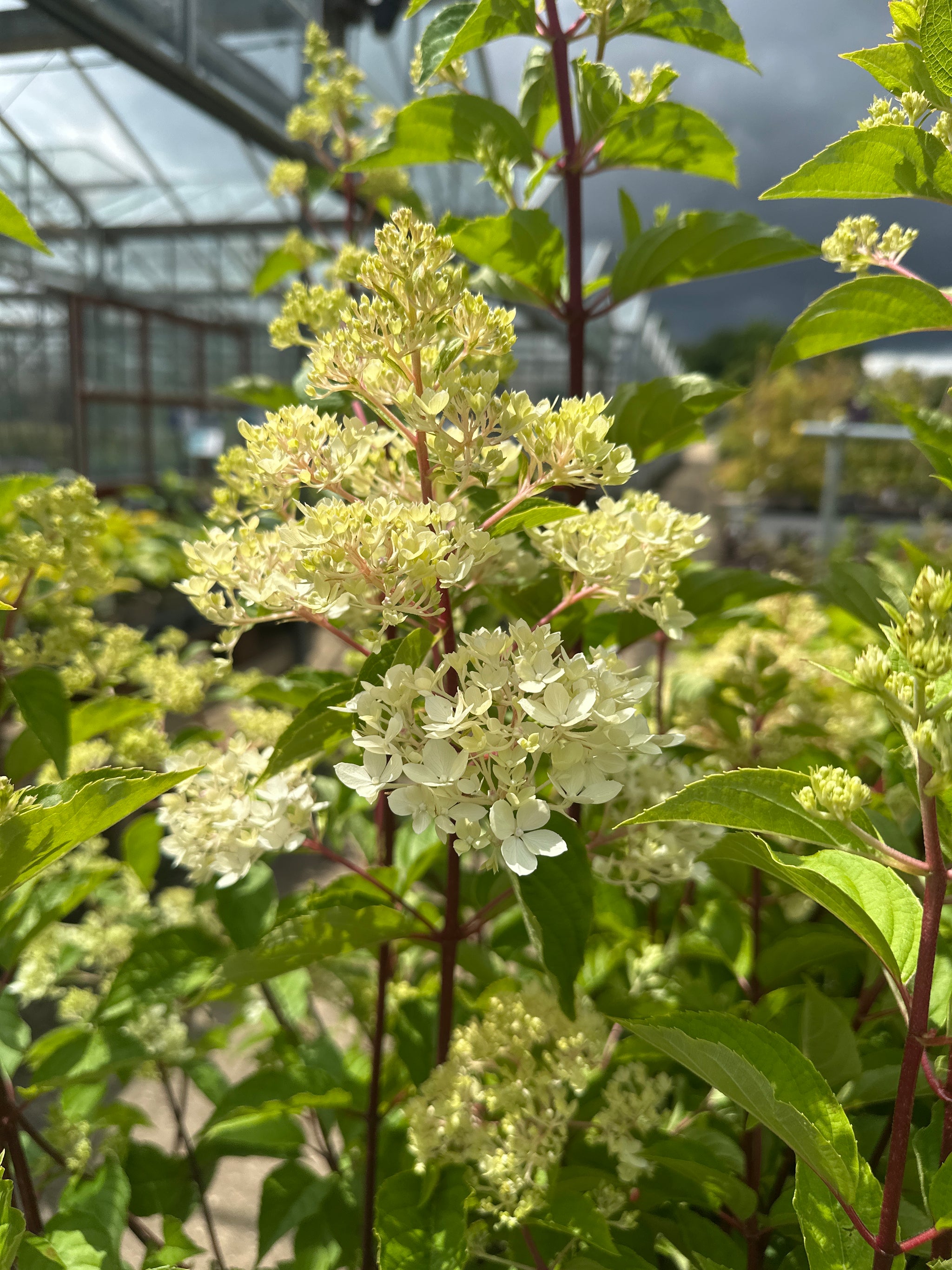 plant with green leaves and white flowers in a greenhouse setting