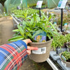 Veronica ‘Moody Blues Blue Sky’ - 2Litre