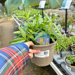 Veronica ‘Moody Blues Blue Sky’ - 2Litre