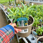 Veronica ‘Moody Blues Blue Pink’ - 2Litre