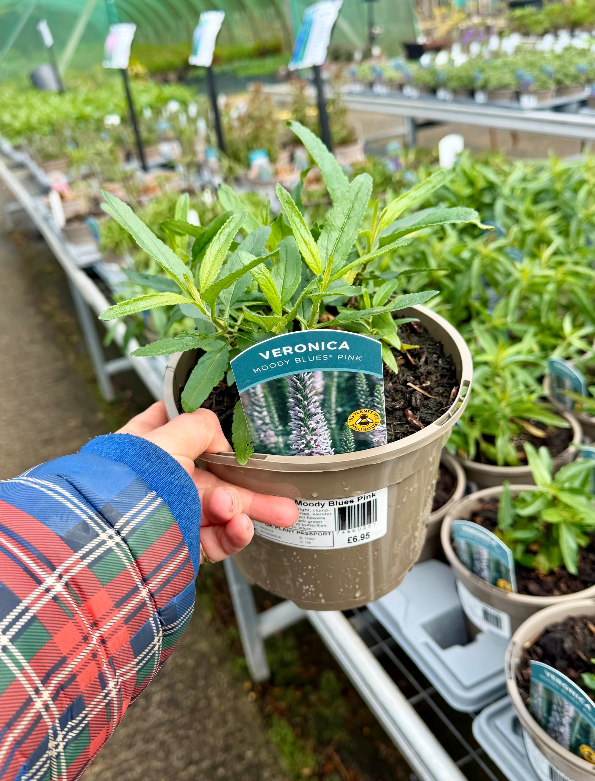 Veronica ‘Moody Blues Blue Pink’ - 2Litre