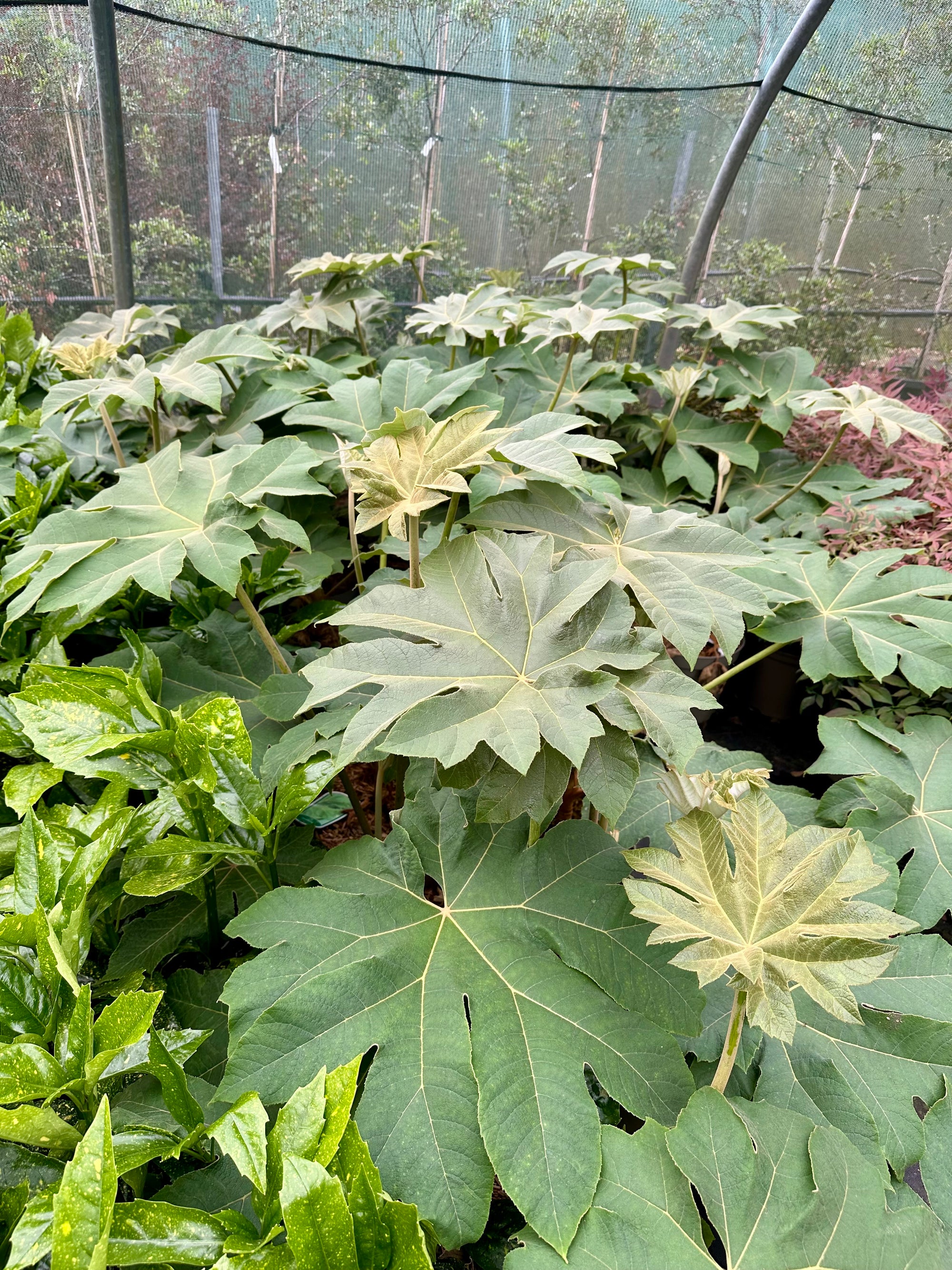 Tetrapanax papyrifera ‘Rex’ - 7.5Litre