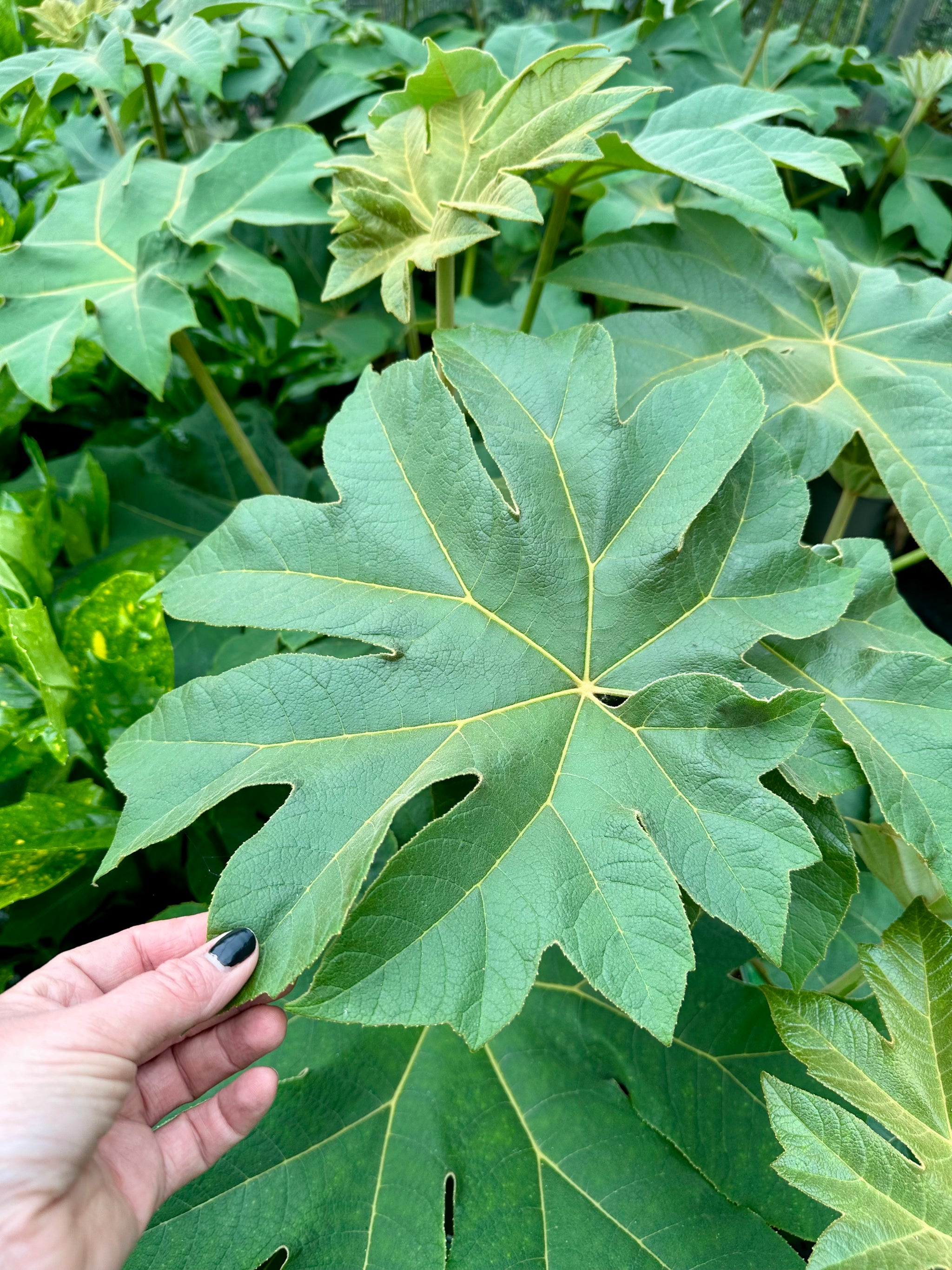 Tetrapanax papyrifera ‘Rex’ - 7.5Litre