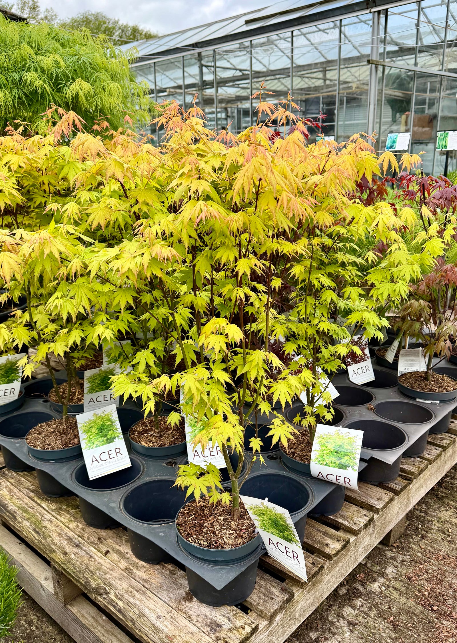 Acer palmatum ‘Orange Dream’ - 4Litre
