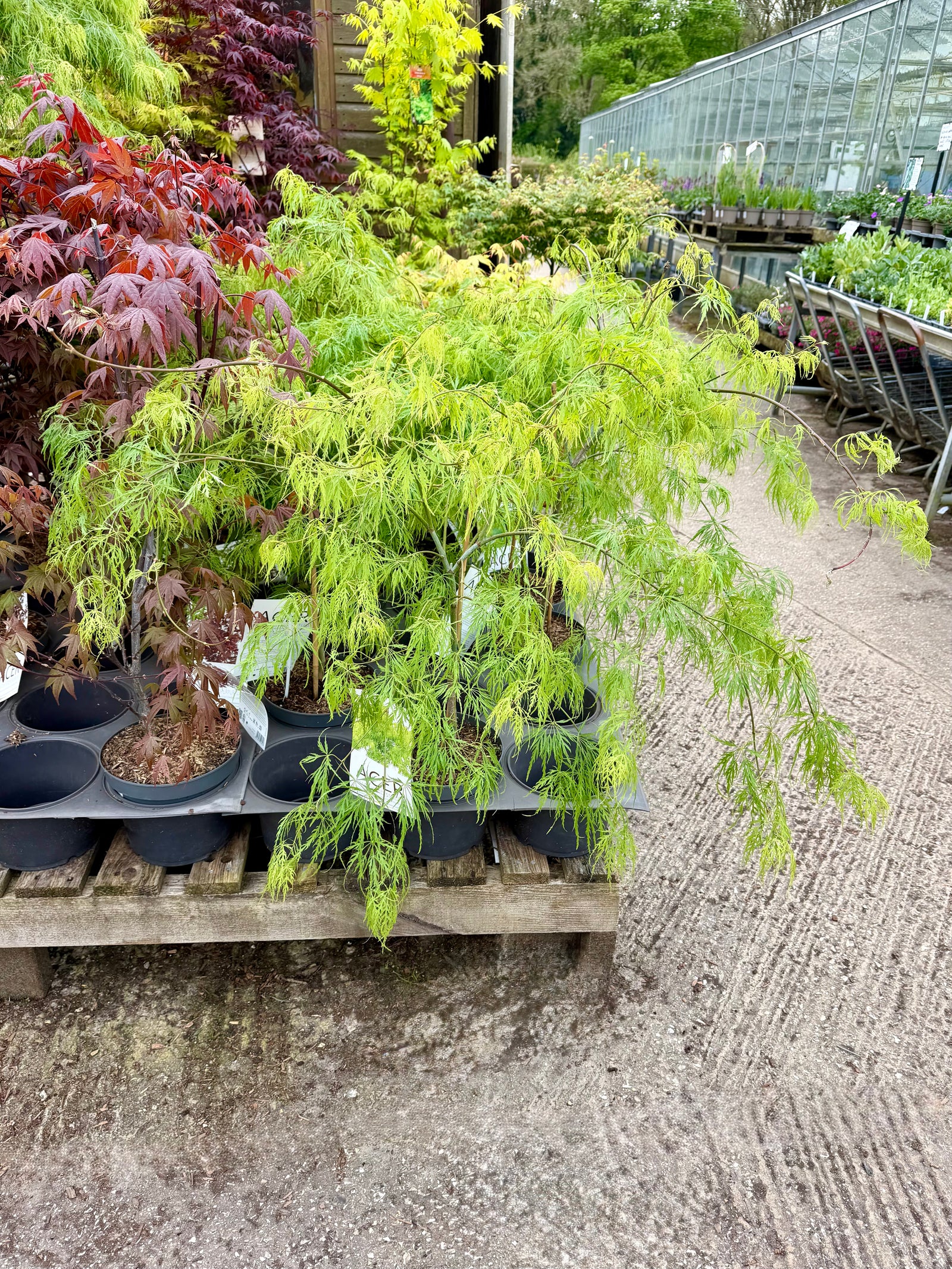 Acer palmatum ‘Dissectum’ - 4Litre